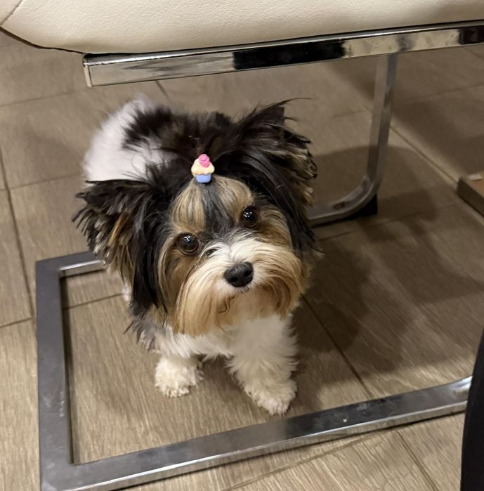 Бивер йоркширски териер