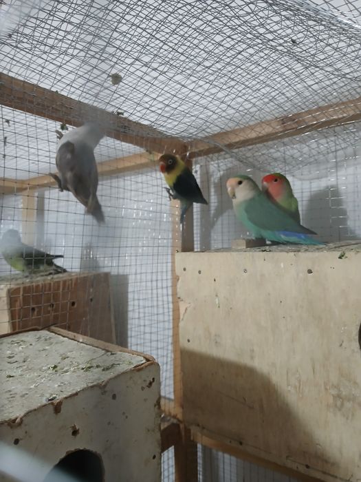 Nerazluchkalar sotiladi soglom tayyor paralar parasi 350 ming 450 ming