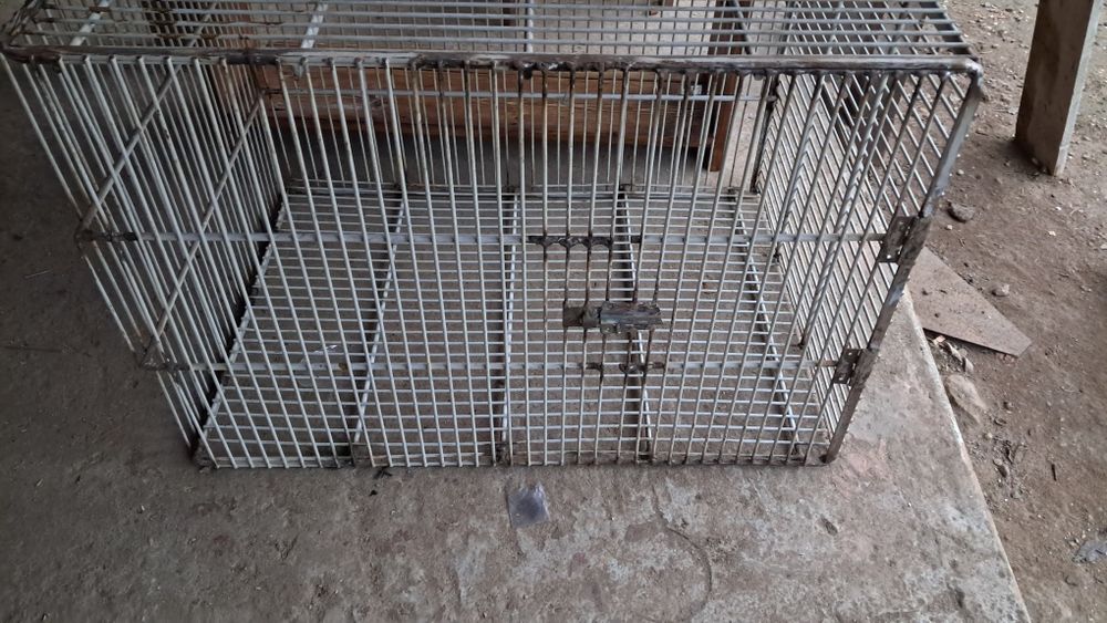 Vand cusca transport caini