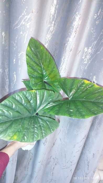 Продается Шикарная Алоказия Лукиван
