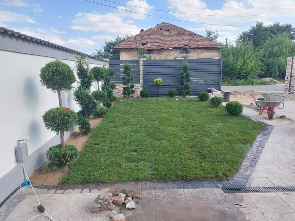 Leylandii 1.5m - 4m gard viu verde veșnic, gazon rulou sport !