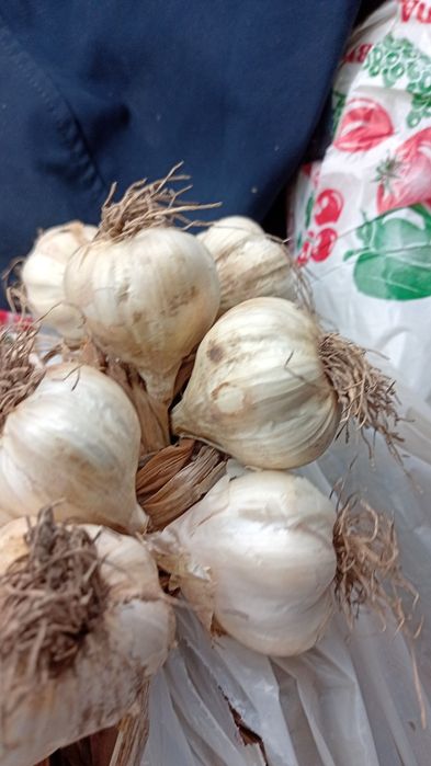 Usturoi romanesc de Copălău