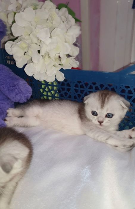 Котёнки серебрыстая шиншыла чысто кровные