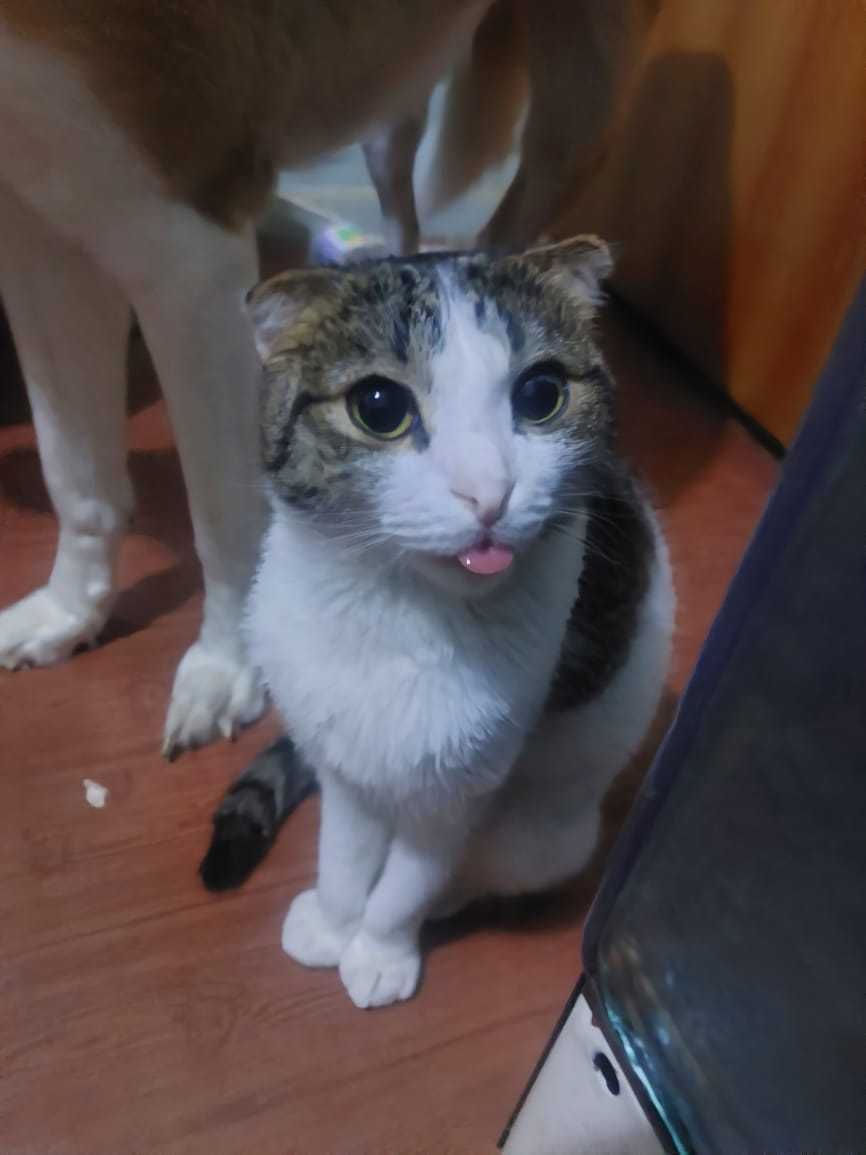 Отдам кошку 9 лет и кота 2 года