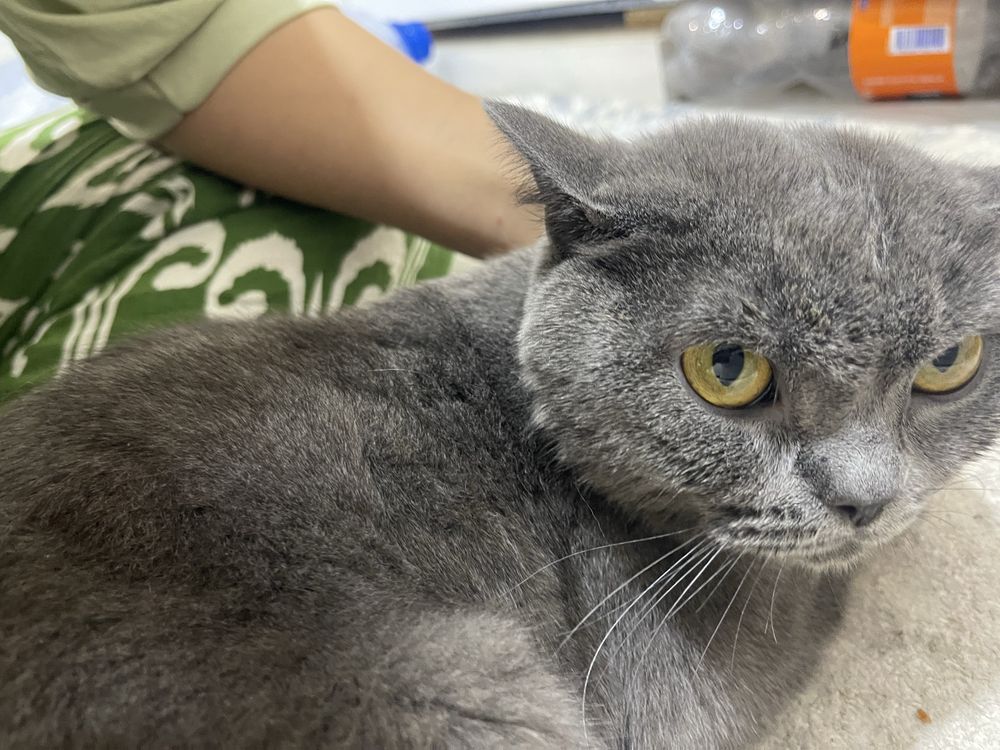 Beozor Grey Mushuk