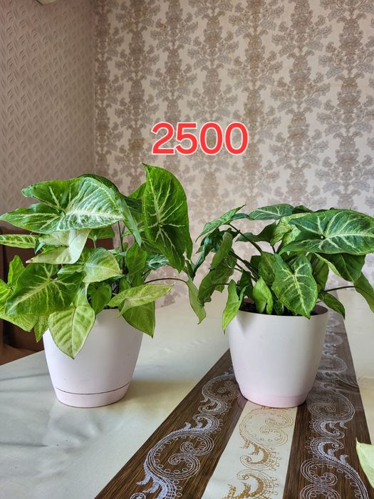 Продам домашние цветы