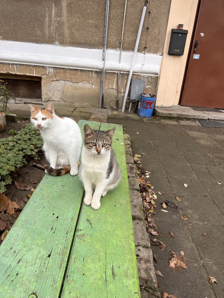 Женски котенца търсят дом,на 6 месеца