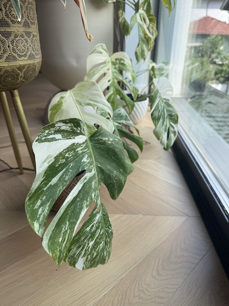 Monstera Albo / verigata