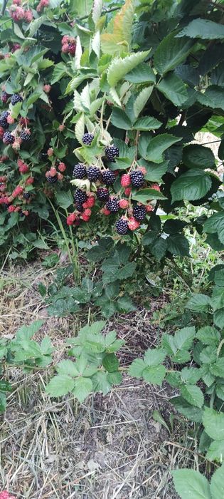 Vindem Butași de Mure