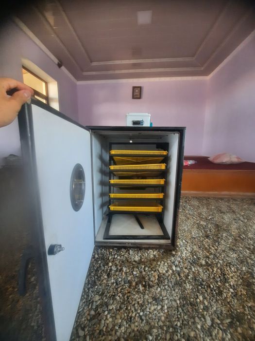 Инкубатор 500+ та тухум кетади. INKUBATOR