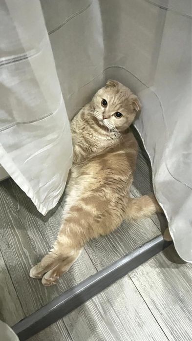 Шотландский вислоухи кот