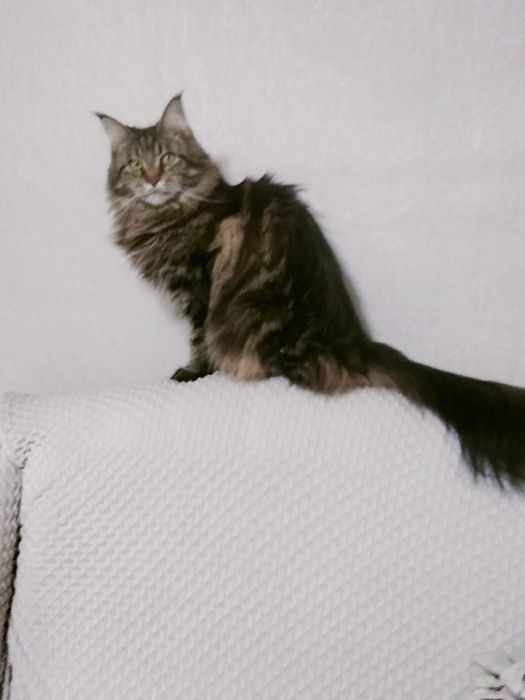 Продам кошку Мейн Куна.