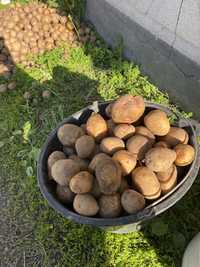 Продаем картошку Узынагаш