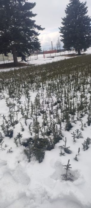 Puieți salcâm frasin fag carpen ulm plop mesteacăn brad molid Tei arin