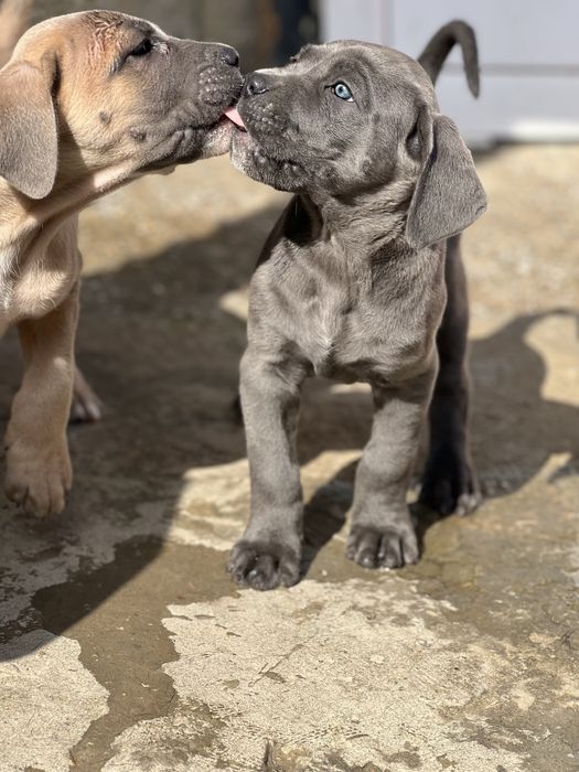 Кане Корсо/Cane Corso