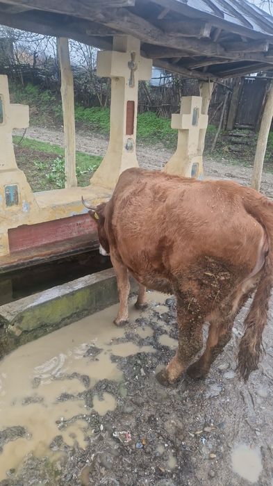 Vaca în vârstă de 6 ani și vitica de o luna