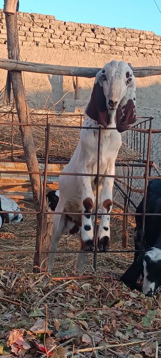 Битал така сотилади