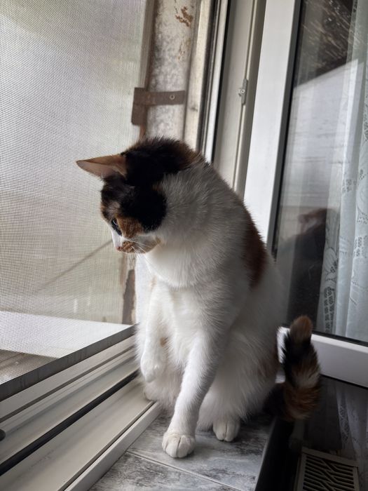 Pisicută adoptie