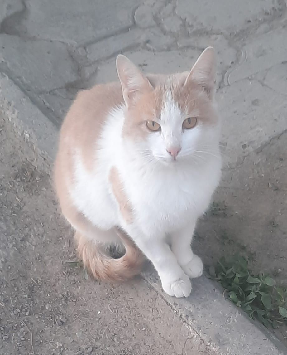 Кошка в добрые руки