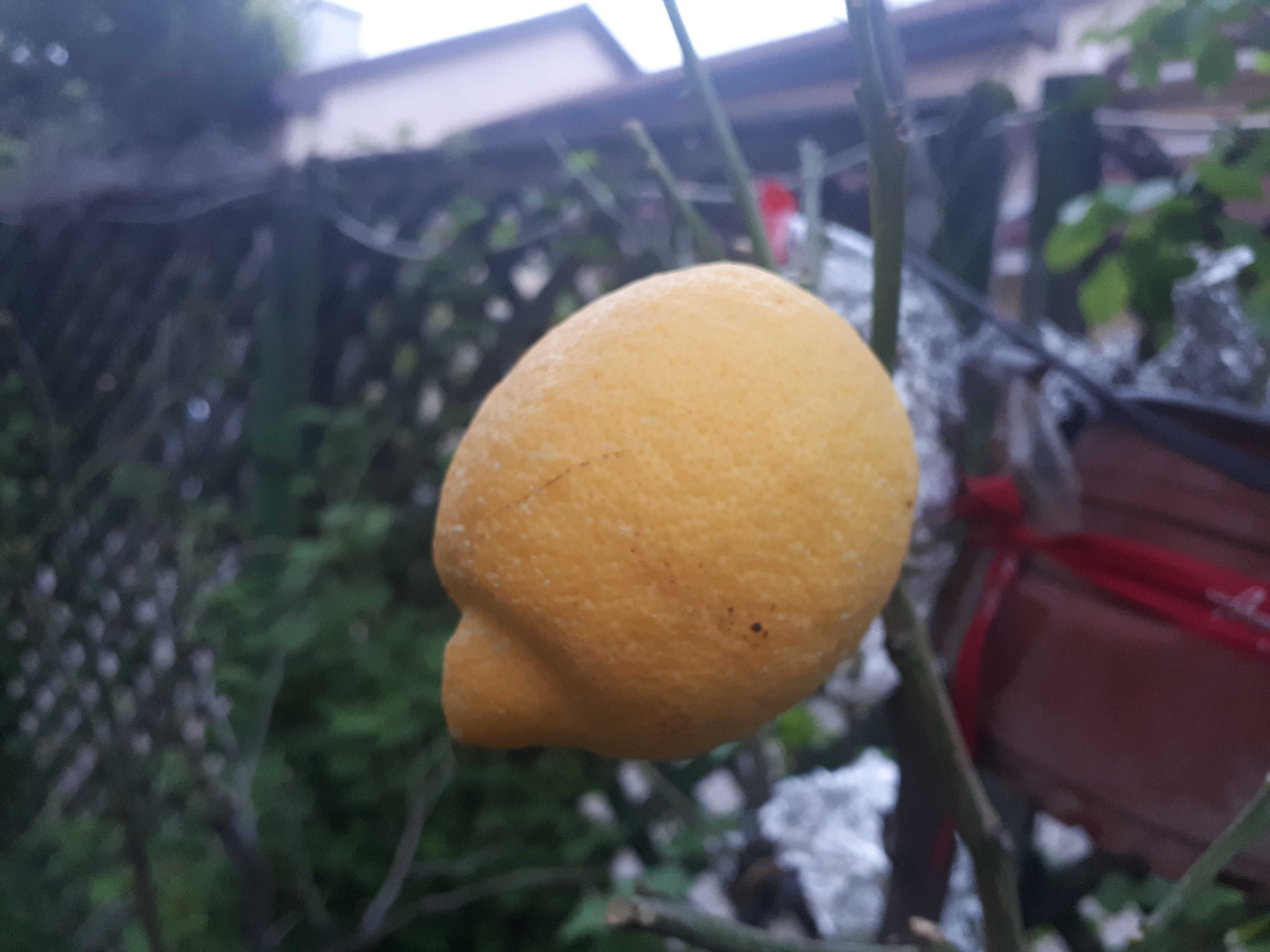 Lamai și bergamot, plante mature, 20 ani