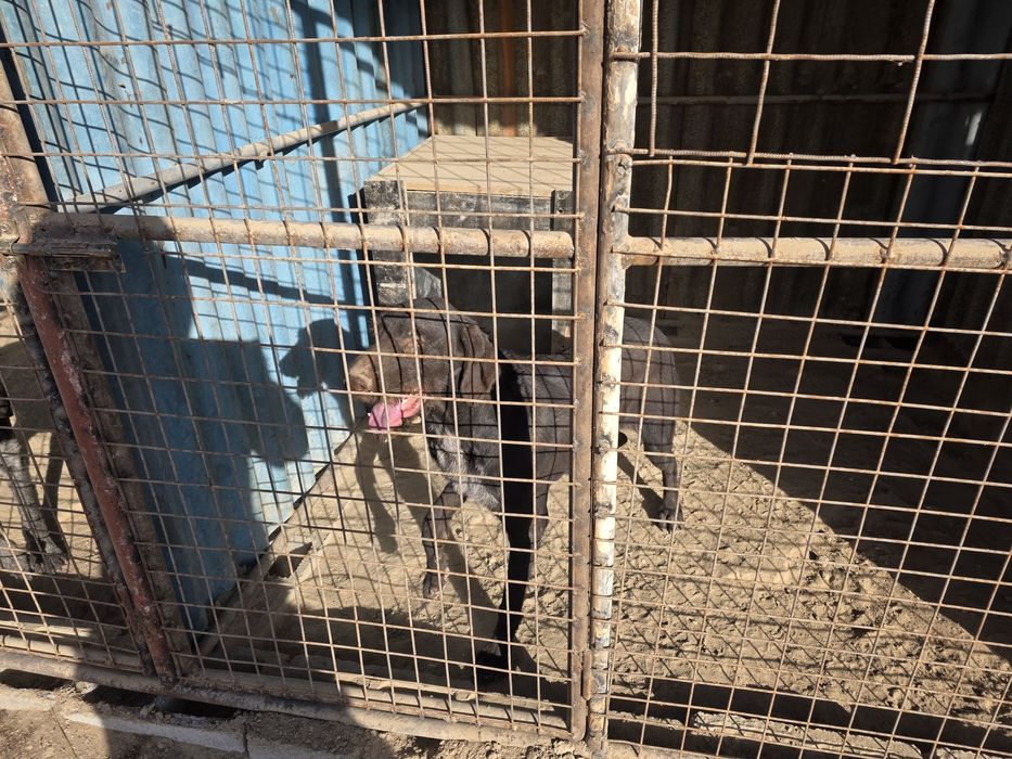 Продам дратхаара кабель