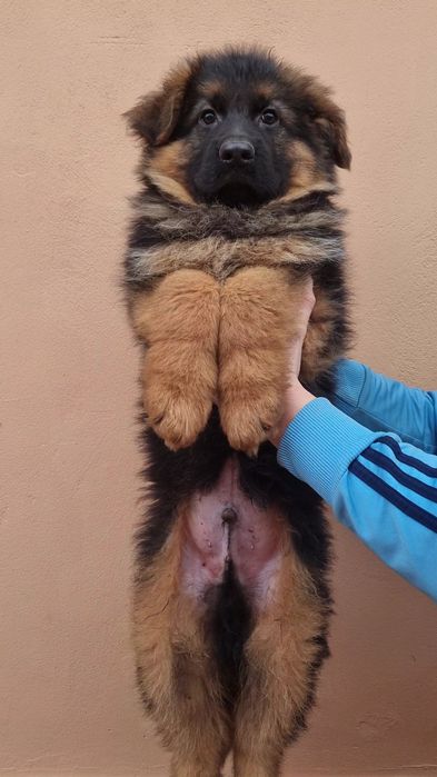 Pui ciobanesc german
