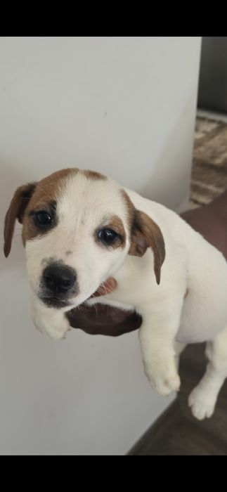 Чистокръвни джак ръсели