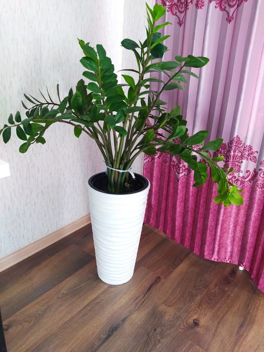 Замиакулькас (долларовое дерево)