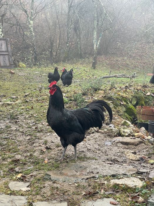 Черен австралорп петли, 6 месеца