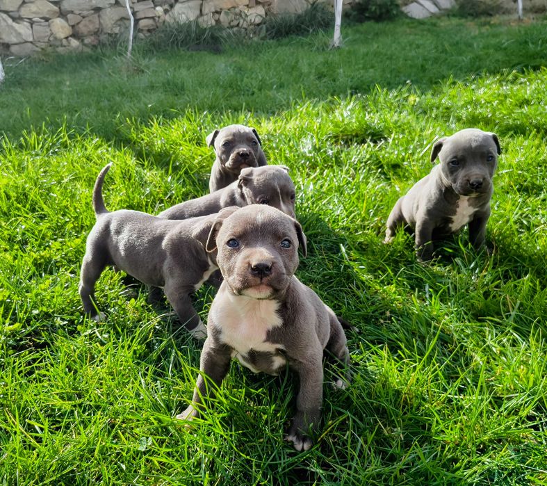 Американски питбул териер