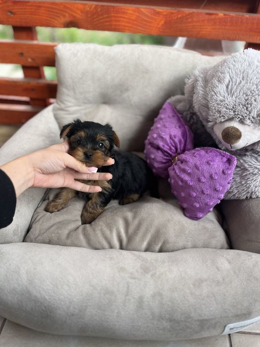 Fetita mică Yorkshire Terrier