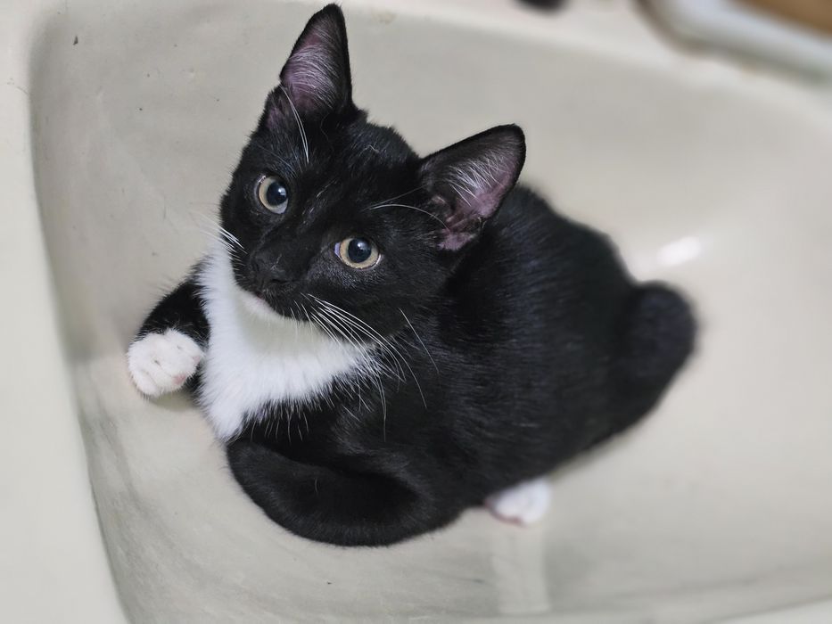 Котенок котята котики котэйки в добрые руки