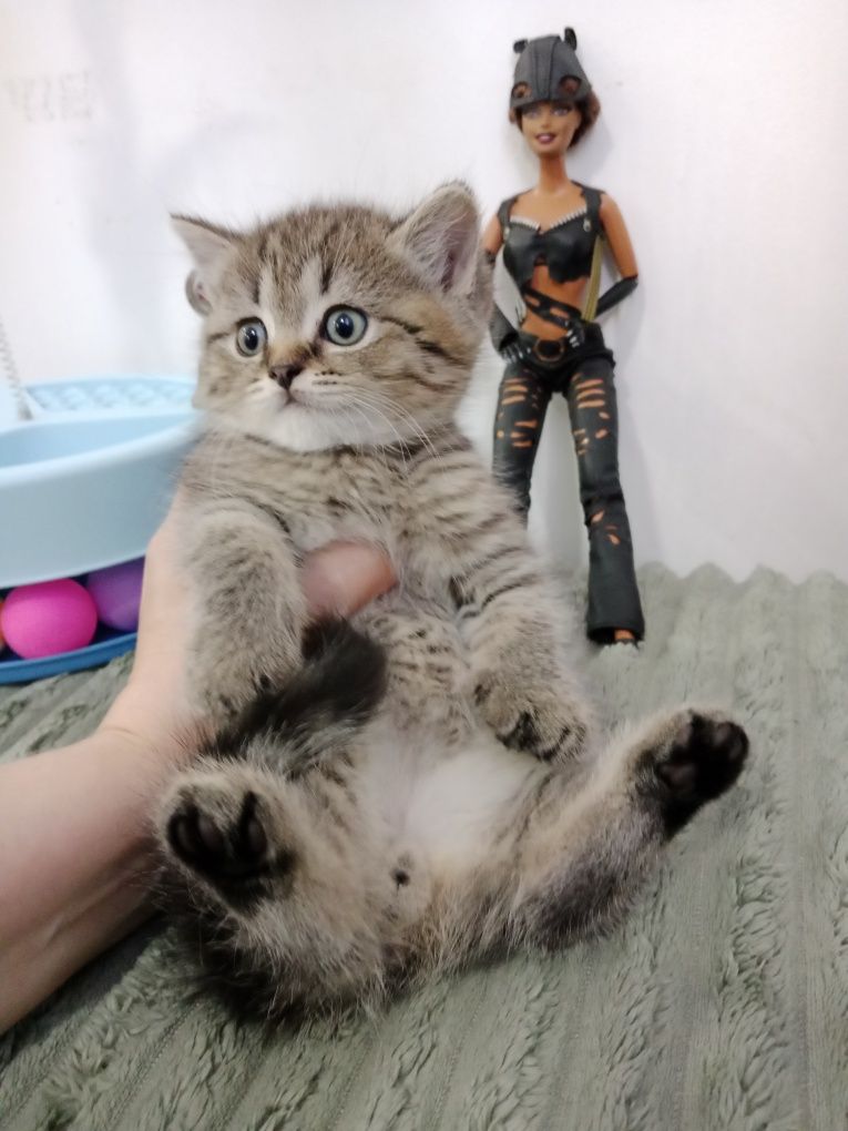 Котята шотландские плюшевые