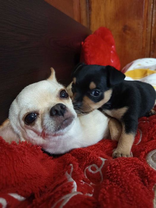 Между Пинчер-Чихуахуа