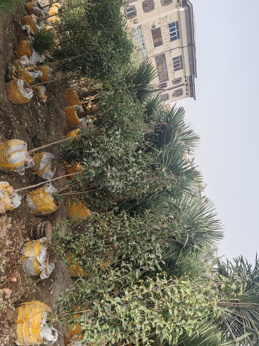 Манзарали дарахтлар, сасна, маживелник, гуллар сотувда.