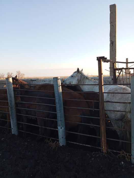 Продам лошадей..