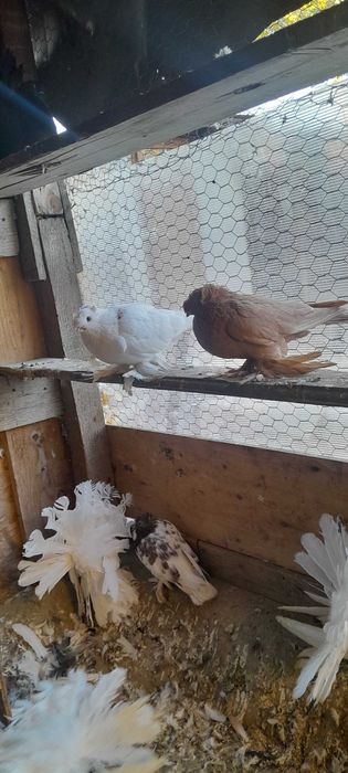 Vind porumbei,desfintez voliera