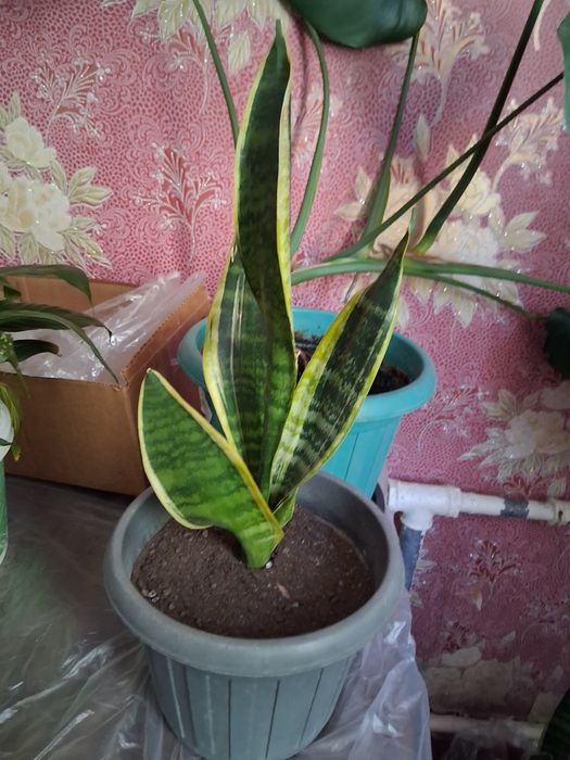 Сансевиерия  самые неприхотливые домашние цветы. Очищает воздух в доме