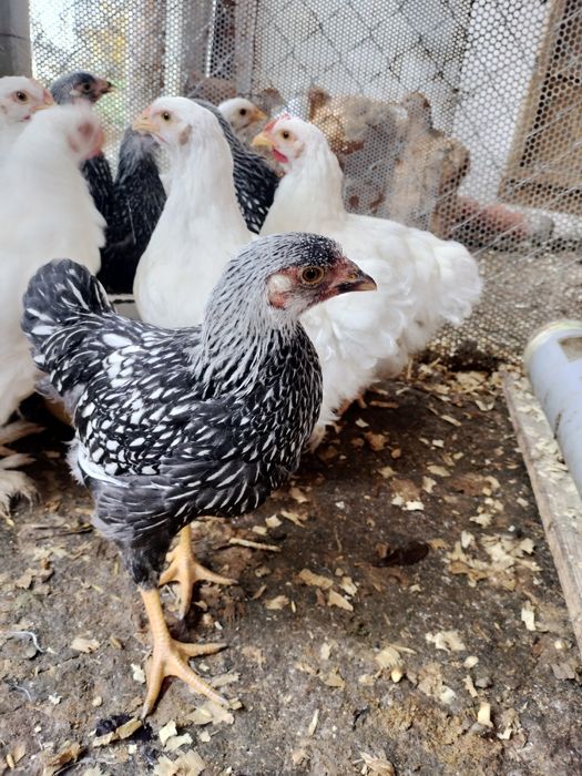 Pui de rasa cochi și wyandotte argintiu