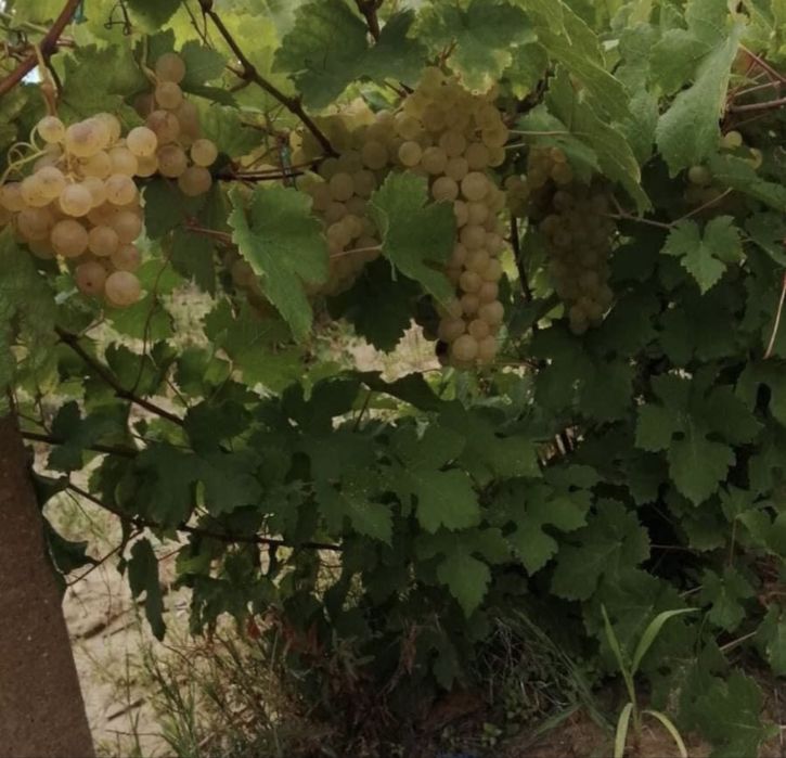 Vand struguri de vin pentru mai mult detali la nr de tel