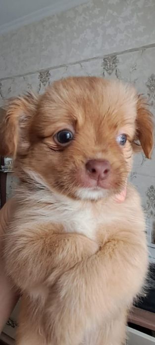 Ярко рыжий в перчатках и галстуке