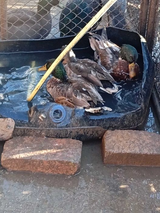 Schimb 2 ratoi sălbatici