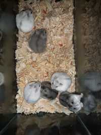Hamsteri pitici fete si baieți