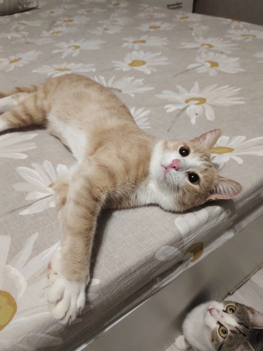 В добрые руки кот