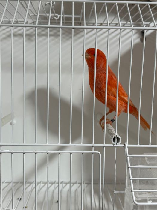 Canari roșii,albi,mozaic pe roșu de vanzare