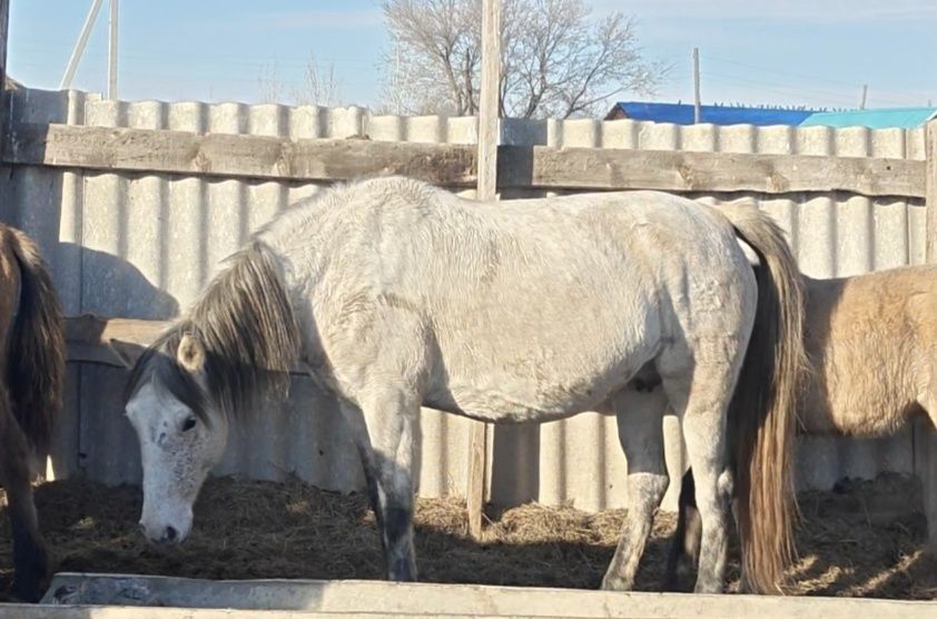 Жылқылар сатылады