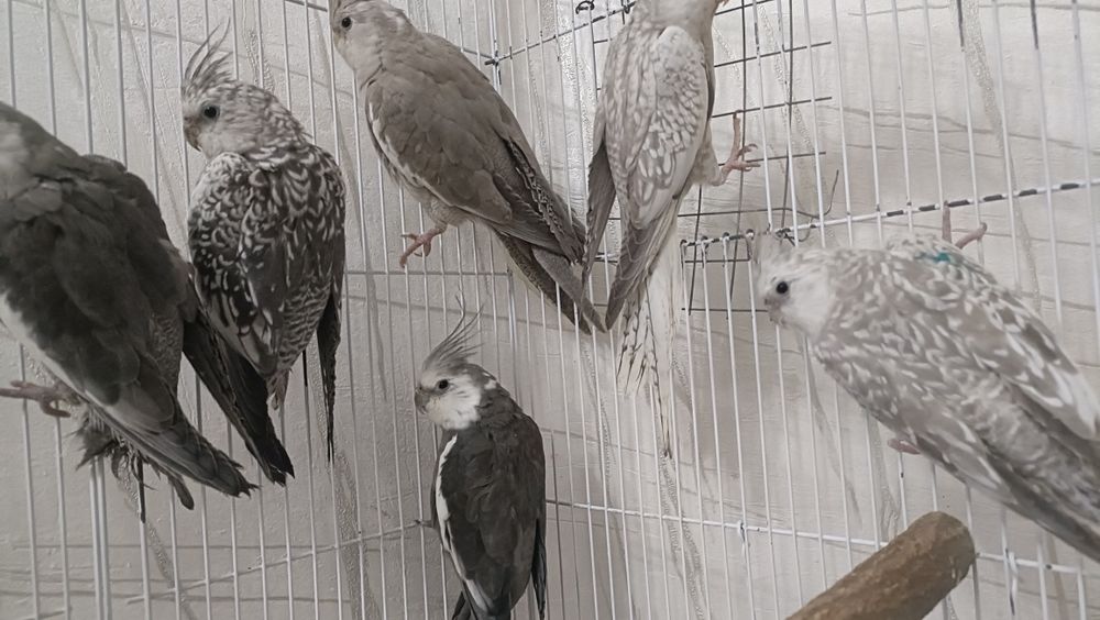 Папугай сатылады