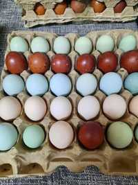 Лакеданзе,Амераукана и ЛЕГБАР инкубационные яйца
