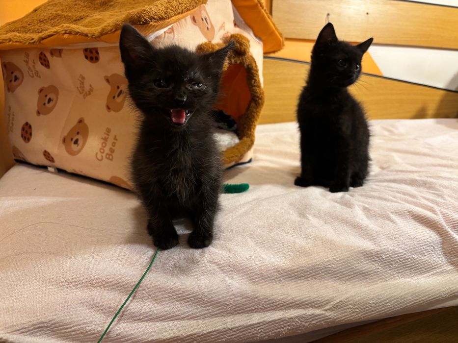 Motanei pentru adoptie