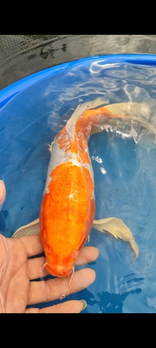 Crapi koi buterfly, standard si long fin